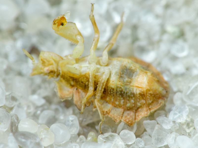 Phymata crassipes (Fabricius, 1775)